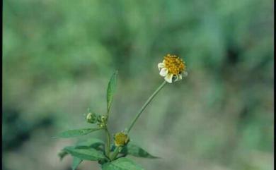 Bidens pilosa var. minor 小白花鬼針