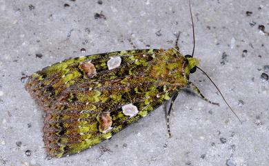 Anaplectoides inouei Plante, 1987 藍綠組夜蛾