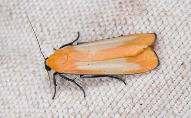 Conilepia nigricosta paiwan Kishida, 1991 藍緣苔蛾