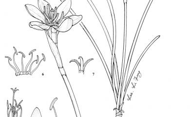 Zephyranthes candida (Lindl.) Herb. 蔥蘭