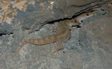 Hemidactylus bowringii (Gray, 1845) 無疣蝎虎