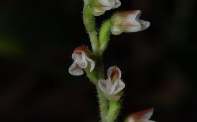 Goodyera bomiensis 波密斑葉蘭