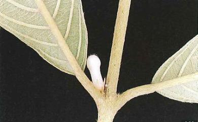 Lasianthus appressihirtus var. maximus 大葉密毛雞屎樹