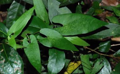 Aristolochia foveolata Merr. 蜂窩馬兜鈴