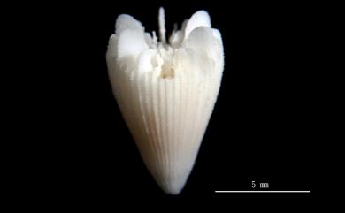 Notocyathus venustus (Alcock, 1902) 雅致錦杯珊瑚