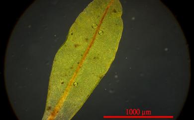 Hyophila involuta 卷葉溼地苔