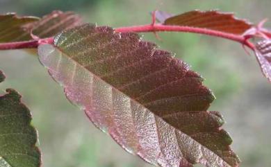 Zelkova serrata (Thunb.) Makino 櫸