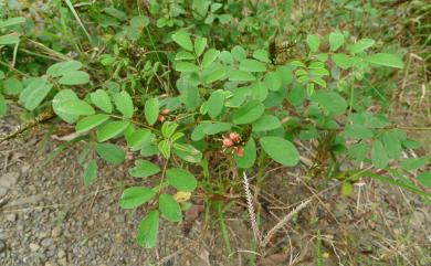 Indigofera hirsuta 毛木藍