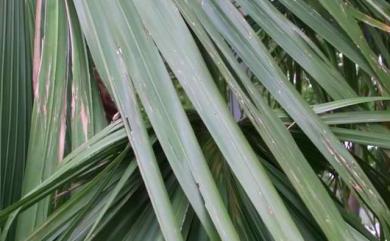 Livistona chinensis var. subglobosa (Hassk.) Becc. 蒲葵