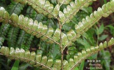 Arachniodes aristata (G.Forst.) Tindale 細葉複葉耳蕨