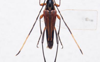 Parastrangalis subapicalis (Gressitt, 1935) 八仙細小花天牛