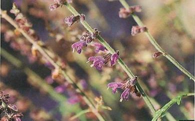 Salvia arisanensis Hayata 阿里山紫花鼠尾草