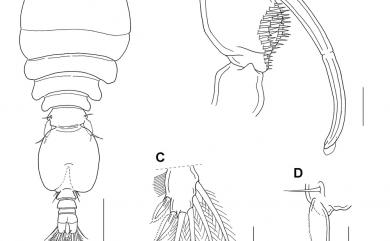 Anchimolgus amplius Cheng&Dai, 2016 異肢異錨珊虱