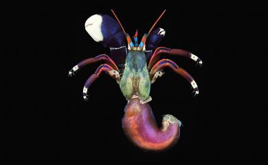 Calcinus laevimanus (Randall, 1840) 光掌硬殼寄居蟹