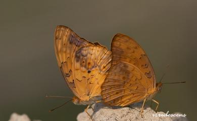 Phalanta phalantha Drury, 1773 琺蛺蝶