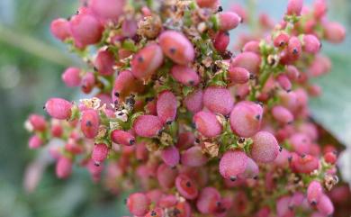 Rhus chinensis var. roxburghii 羅氏鹽膚木