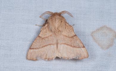 Malacosoma neustria formosana Matsumura, 1932 臺灣天幕枯葉蛾