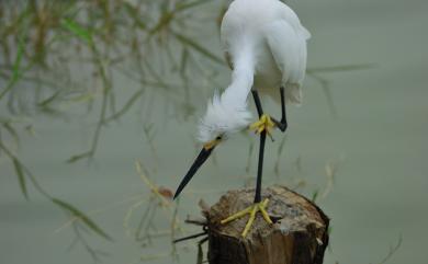 Egretta garzetta garzetta (Linnaeus, 1766) 小白鷺