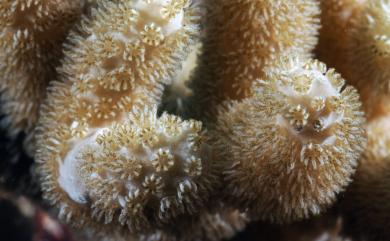 Sinularia querciformis (Pratt, 1903) 櫟葉指形軟珊瑚