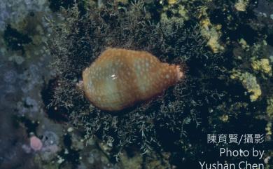 Cypraea miliaris Gmelin, 1791 初雪寶螺