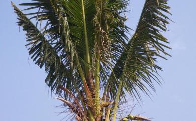 Cocos nucifera L. 可可椰子