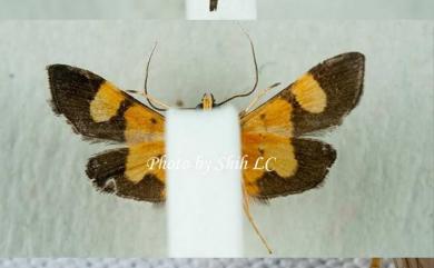 Aethaloessa calidalis tiphalis (Walker, 1859) 火紅奇異野螟