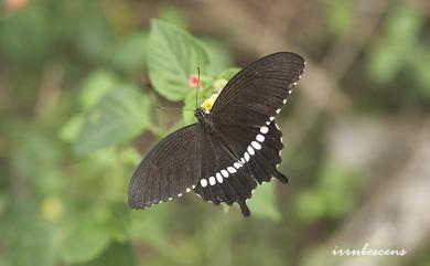 Papilio polytes polytes Linnaeus, 1758 玉帶鳳蝶
