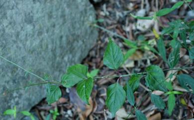 Pupalia micrantha Hauman 小花鉤牛膝