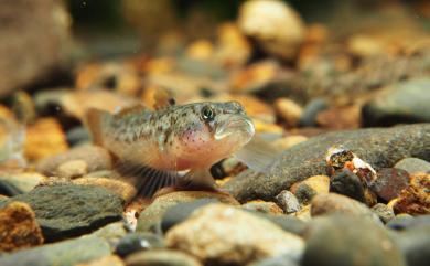 Rhinogobius rubromaculatus Lee & Chang, 1996 短吻紅斑吻鰕虎