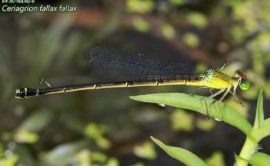 Ceriagrion fallax fallax Ris, 1914 昧影細蟌