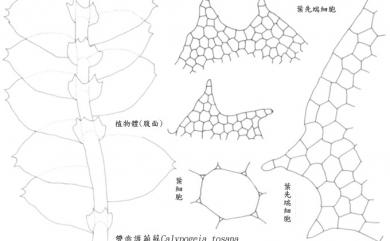 Calypogeia tosana 雙齒護蒴蘚