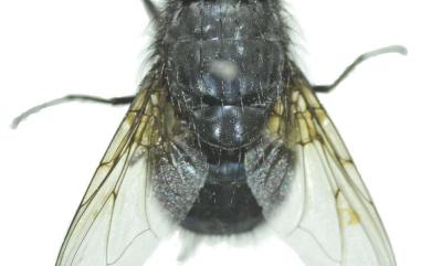 Calliphora vomitoria (Linnaeus, 1758) 反吐麗蠅