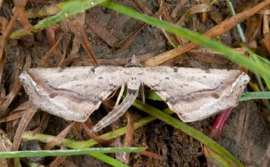 Oxymacaria truncaria truncaria (Leech, 1897) 暗帶截翅尺蛾