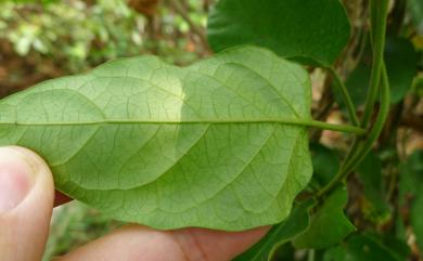 Marsdenia tinctoria R.Br. 絨毛芙蓉蘭