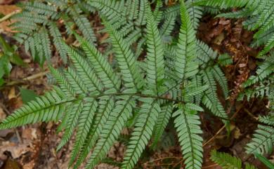 Tectaria griffithii (Baker) C.Chr. 葛氏三叉蕨