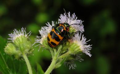 Chrysocoris fascialis (White, 1842) 黑條黃麗盾蝽