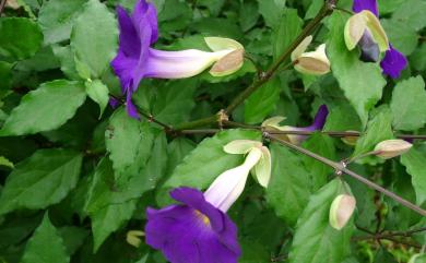 Thunbergia erecta (Benth.) T. Anderson 立鶴花