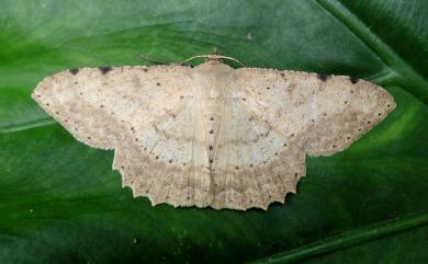 Luxiaria emphatica Prout, 1925 鋸緣鈎尺蛾