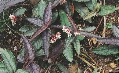 Ardisia violacea 裡菫紫金牛