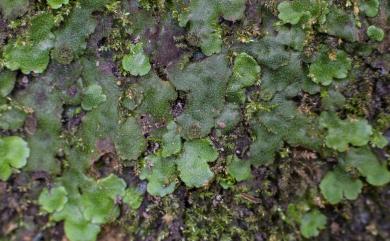 Lunularia cruciata (L.) Dumort. ex Lindb. 新半月蘚