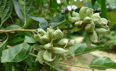 Styrax formosanus var. formosanus 烏皮九芎