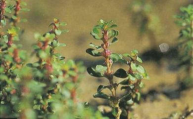 Rotala indica var. uliginosa (Miq.) Koehne 印度節節菜