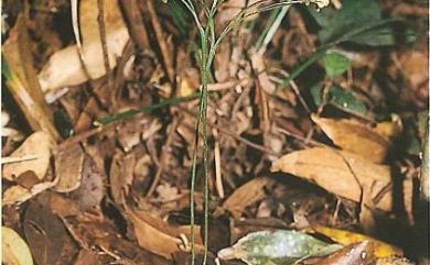 Schizaea dichotoma (L.) Sm. 分枝莎草蕨