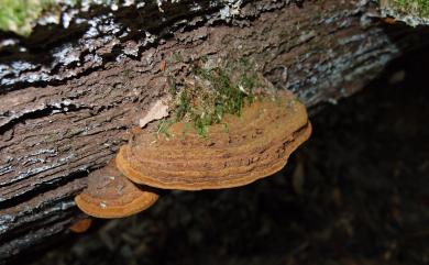 Phellinus gilvus Pat. 暗黃木層孔菌