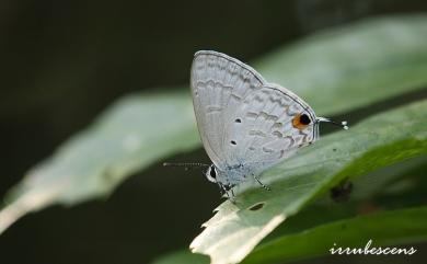 Catochrysops panormus exiguus 青珈波灰蝶