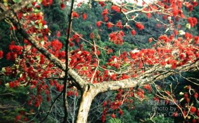 Idesia polycarpa 山桐子