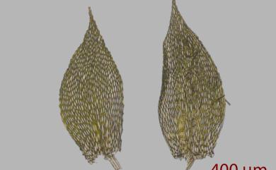 Vesicularia reticulata (Dozy & Molk.) Broth., 1908 長尖明葉苔