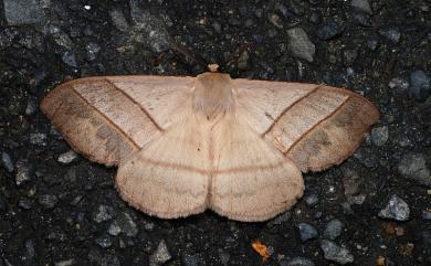 Palirisa cervina formosana Matsumura, 1931 黑胸帶蛾