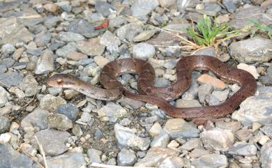 Pseudoxenodon stejnegeri Barbour, 1908 史丹吉氏斜鱗蛇