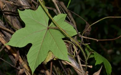 Camonea vitifolia (Burm.f.) A.R.Simões & Staples 掌葉耳節藤